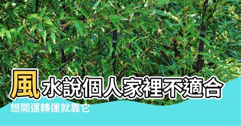 植栽風水|讓風水變好的植栽有哪些？想開運轉運就靠它